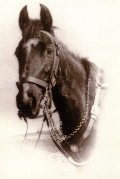 My Grandfather's horse